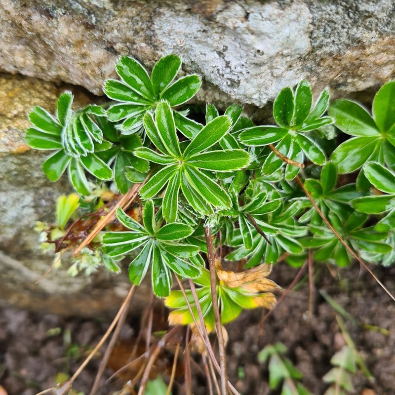 Alchemilla chirophylla photo 3
