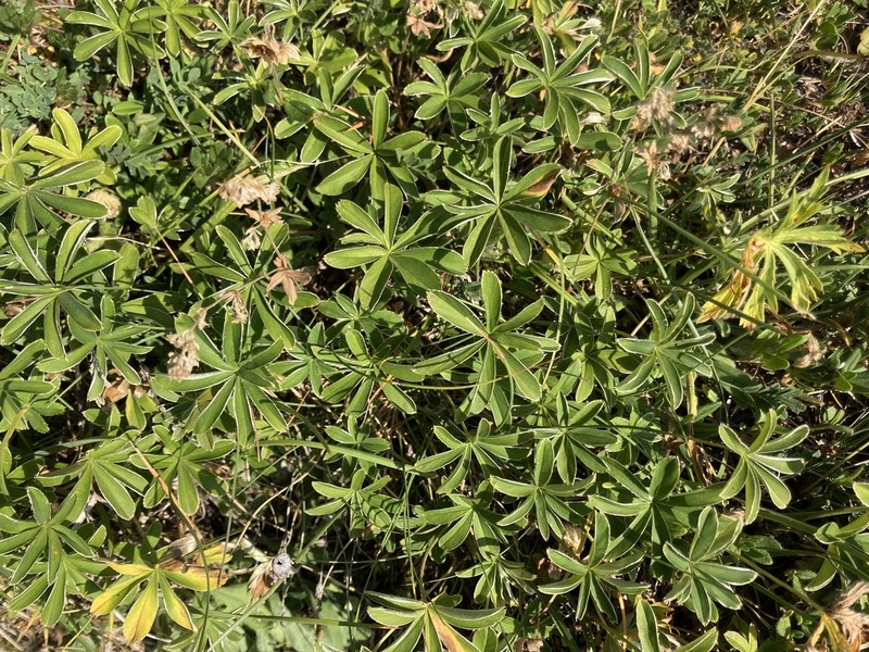Alchemilla chirophylla photo 4