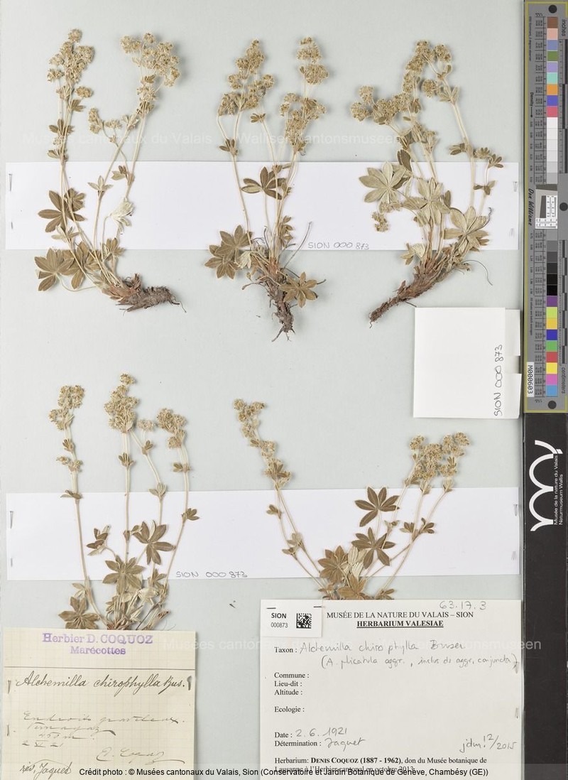 Alchemilla chirophylla