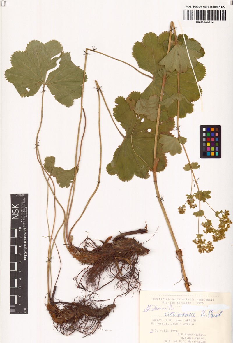 Alchemilla ciminensis