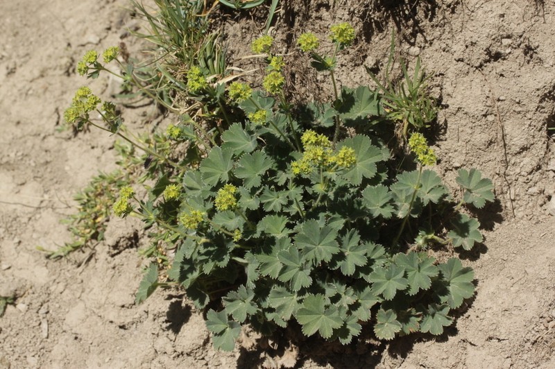 Alchemilla cinerea
