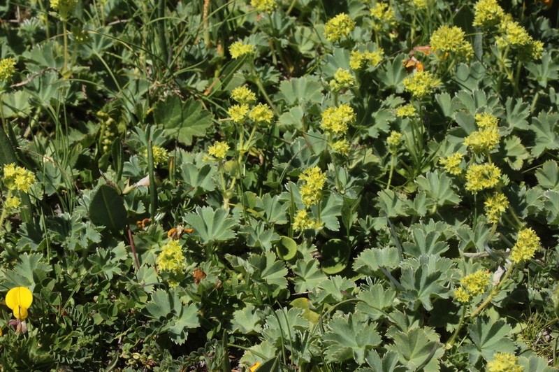 Alchemilla cinerea photo 2