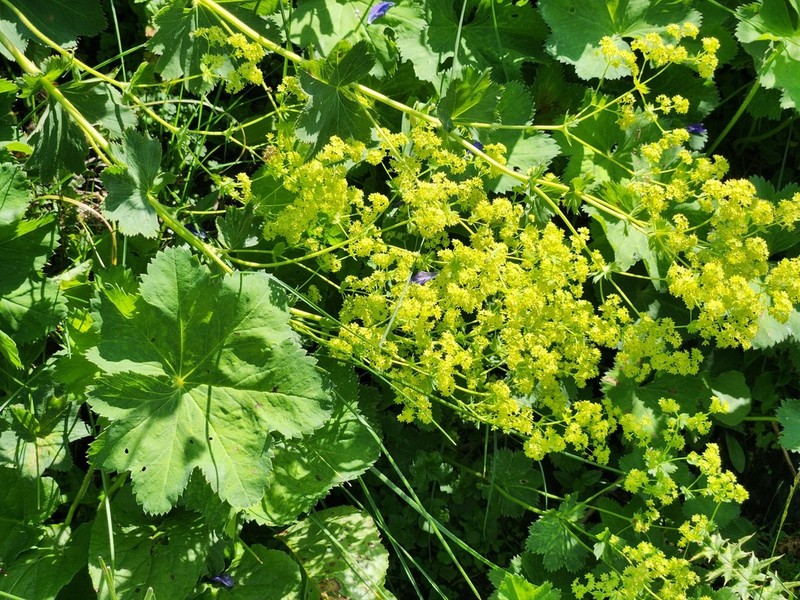 Alchemilla circassica