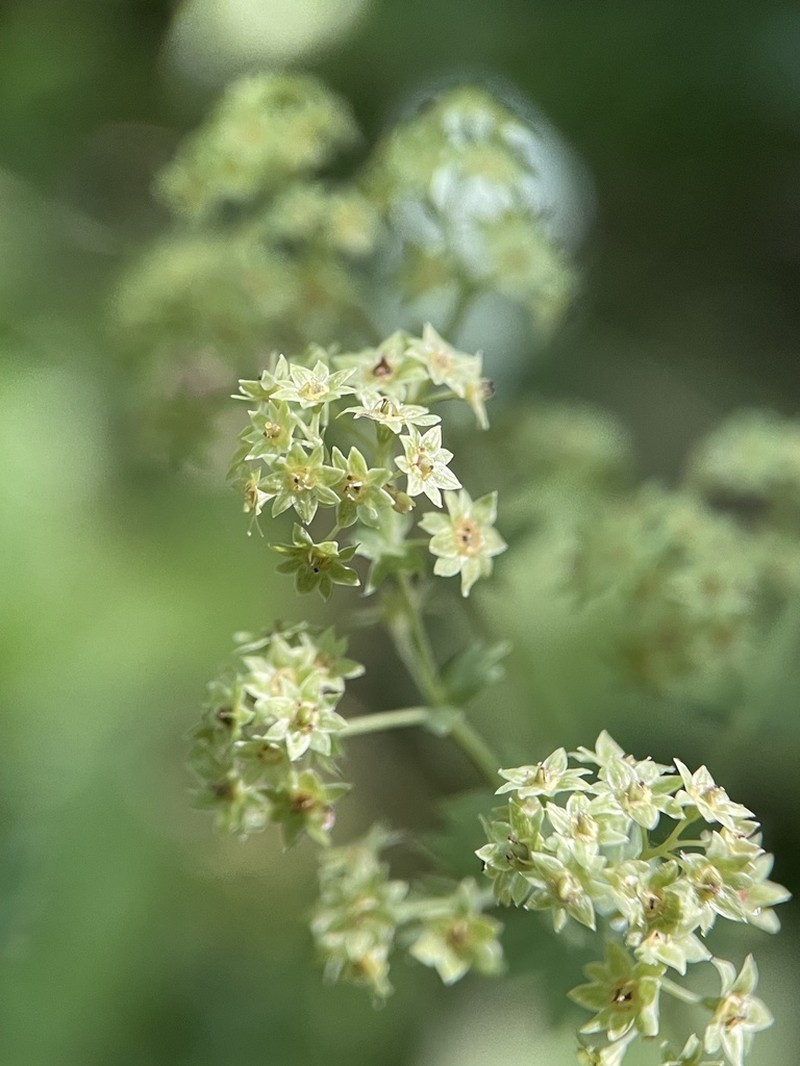 Alchemilla circassica photo 2