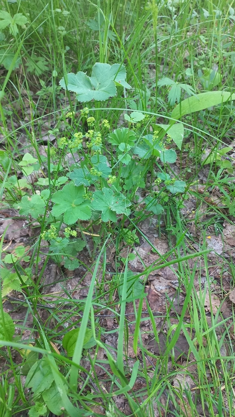 Alchemilla circularis photo 3