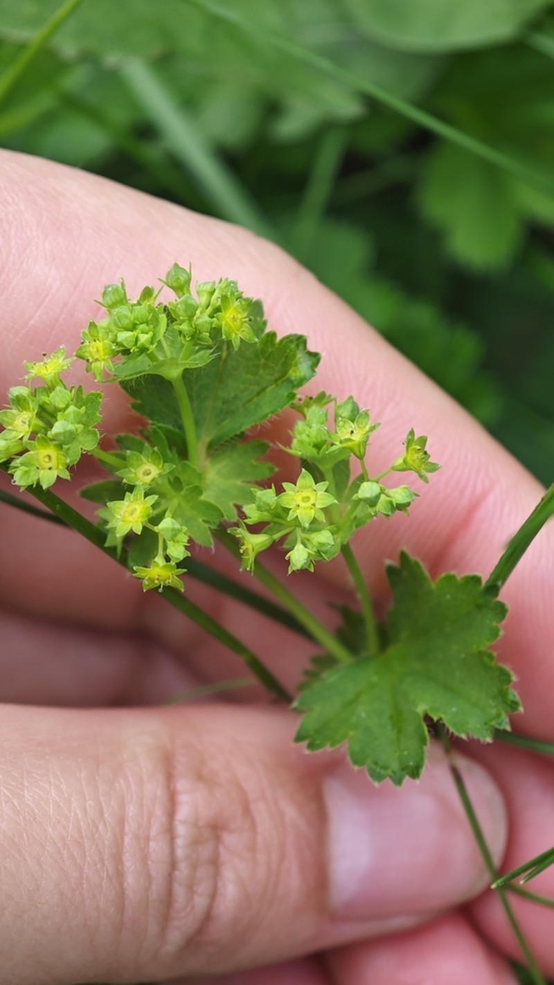 Alchemilla circularis photo 4