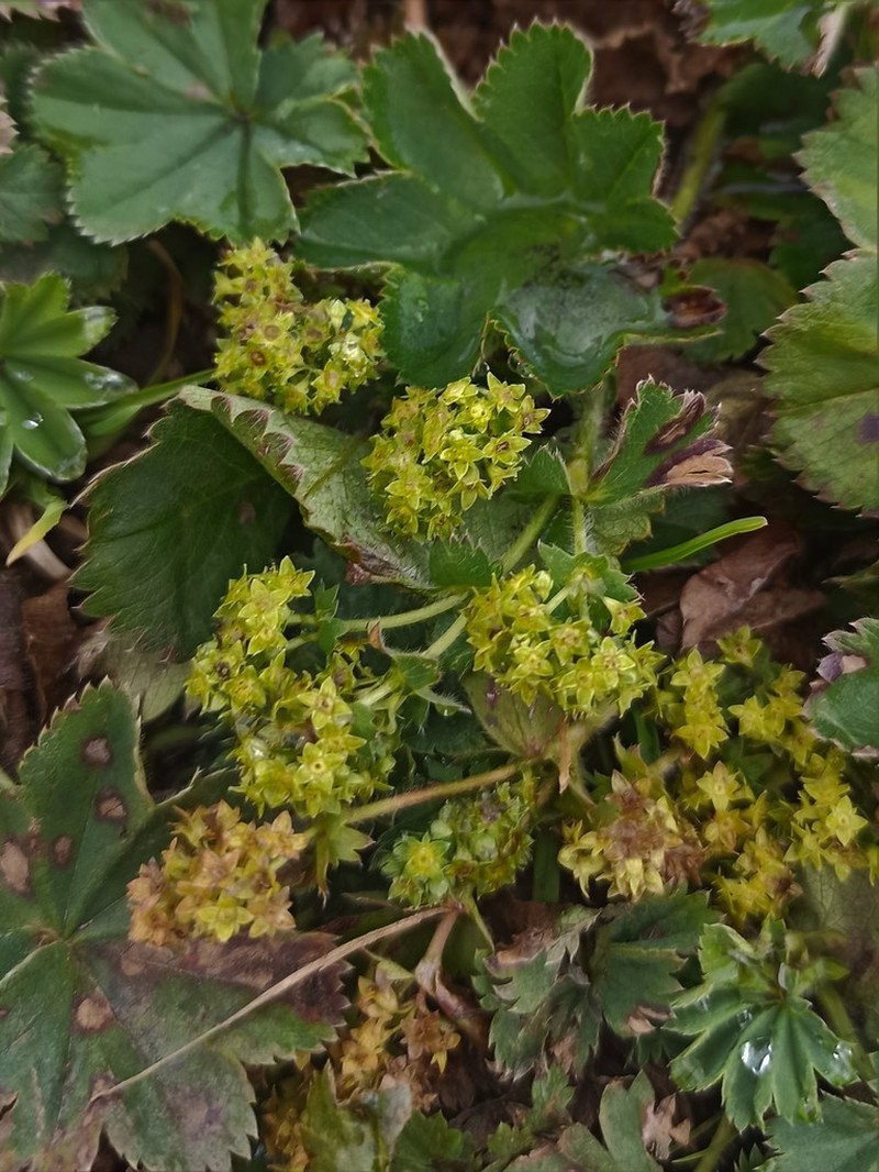 Alchemilla circularis photo 5