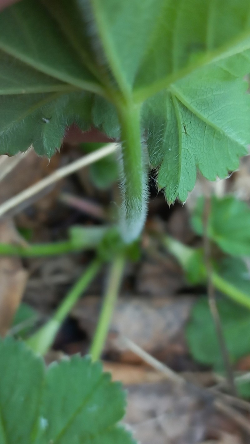 Alchemilla circularis photo 6