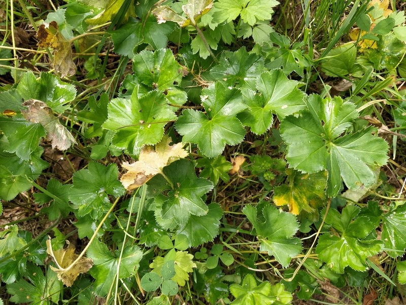 Alchemilla circularis