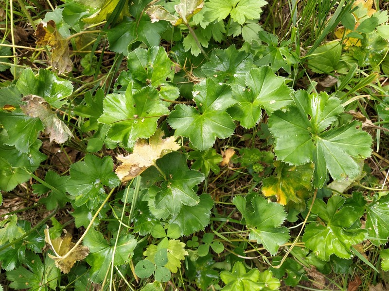 Alchemilla circularis photo 2