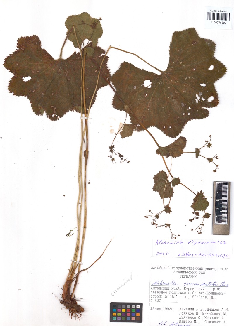 Alchemilla circumdentata