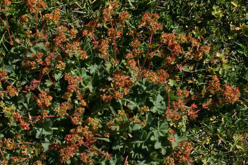 Alchemilla colorata