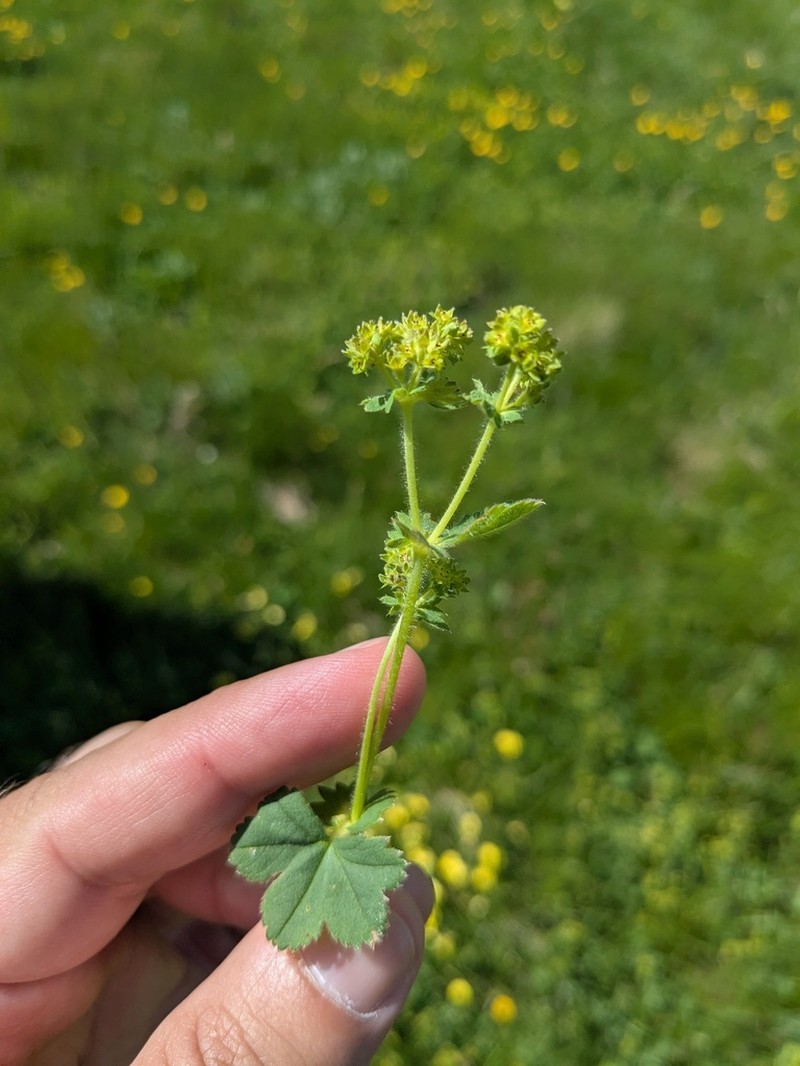 Alchemilla colorata photo 2
