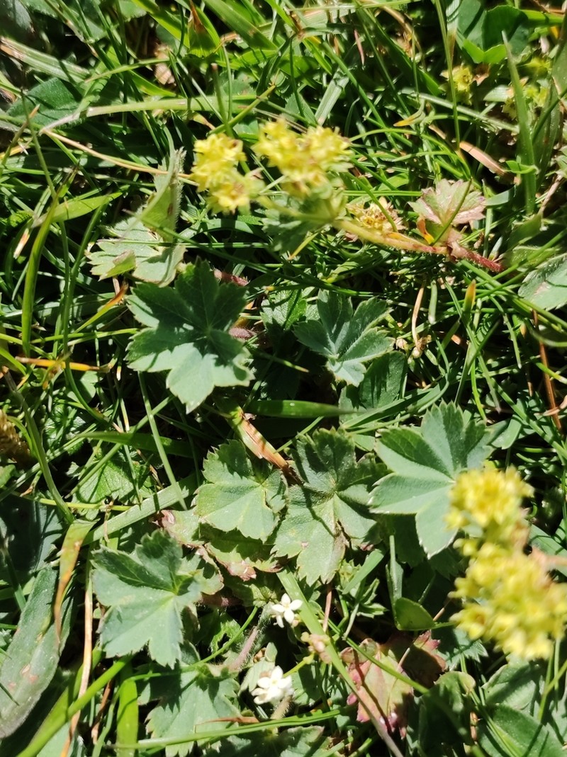 Alchemilla colorata photo 3