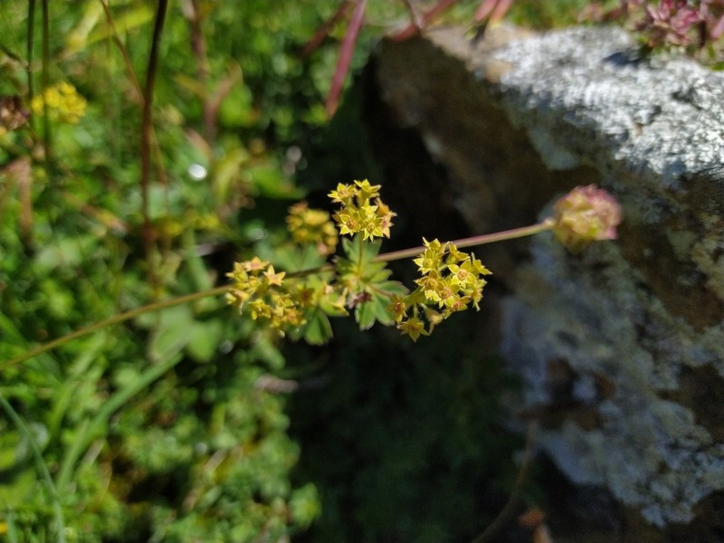 Alchemilla colorata photo 4