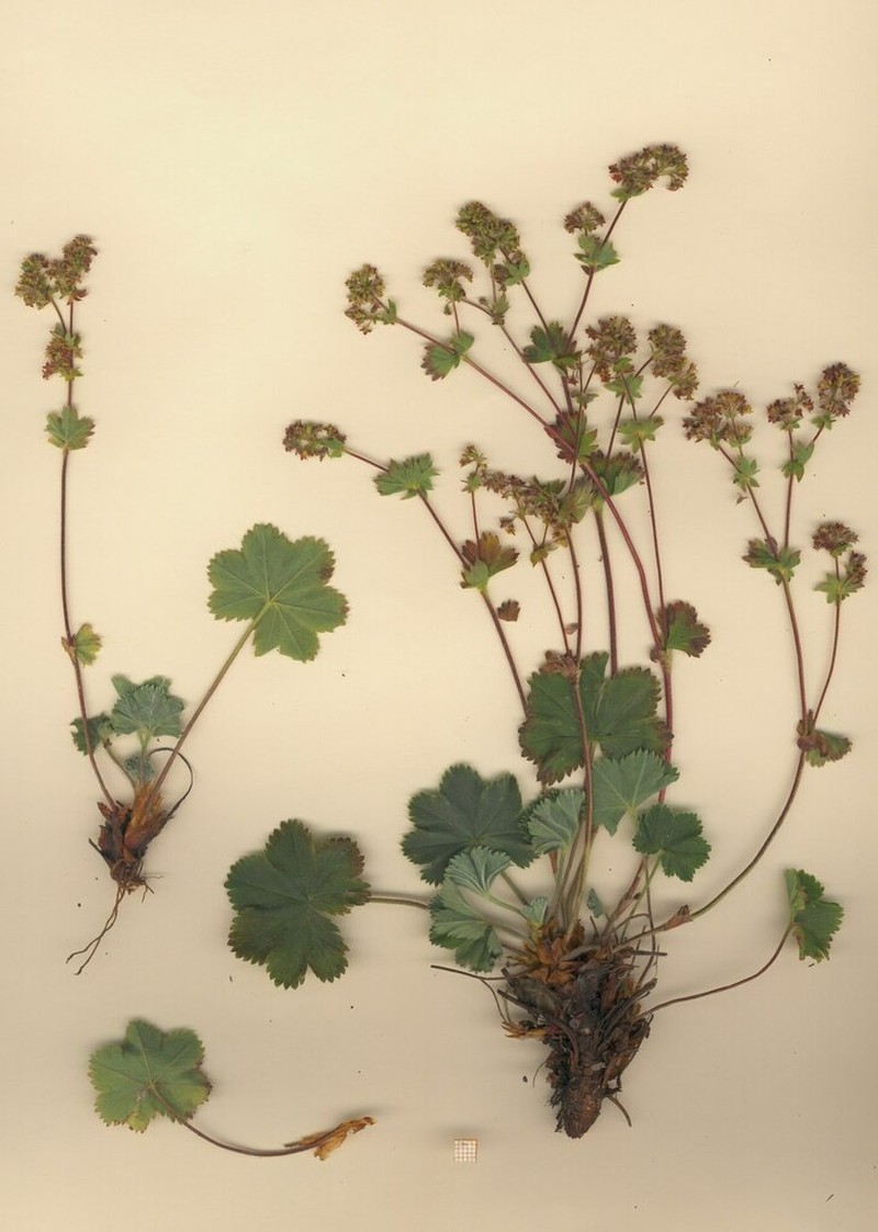 Alchemilla colorata photo 5