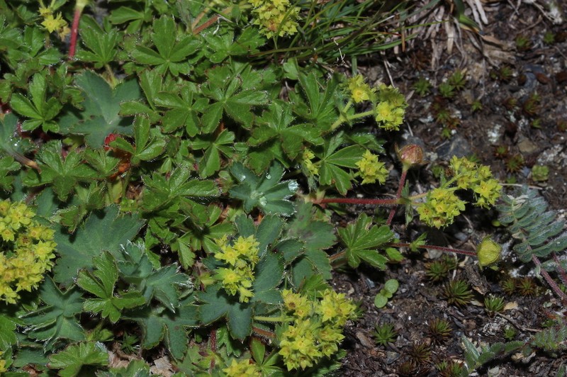 Alchemilla colorata photo 6