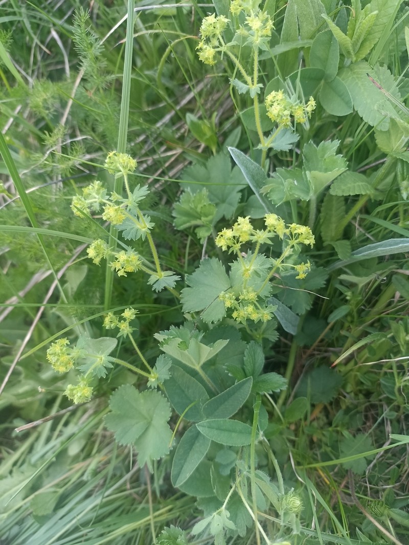 Alchemilla colorata photo 7