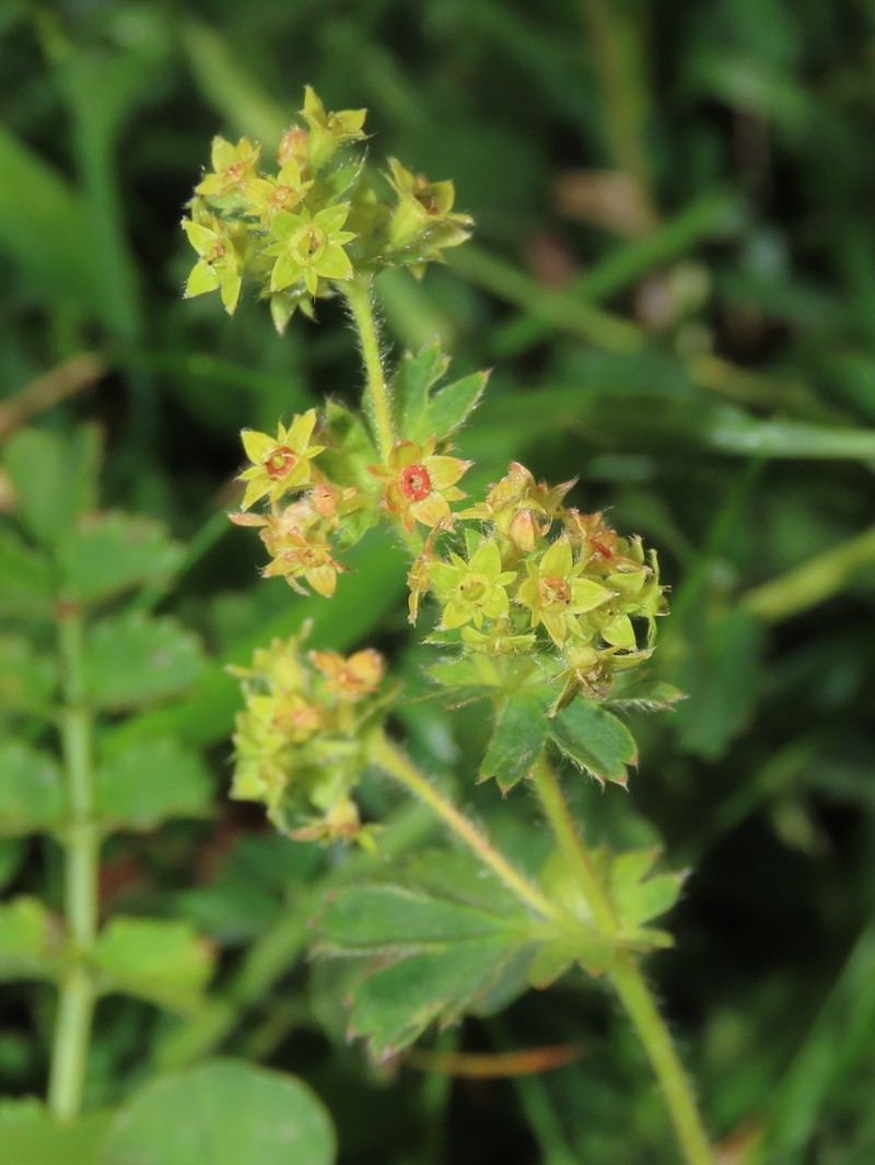 Alchemilla colorata photo 8