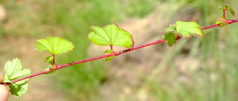 Alchemilla colura