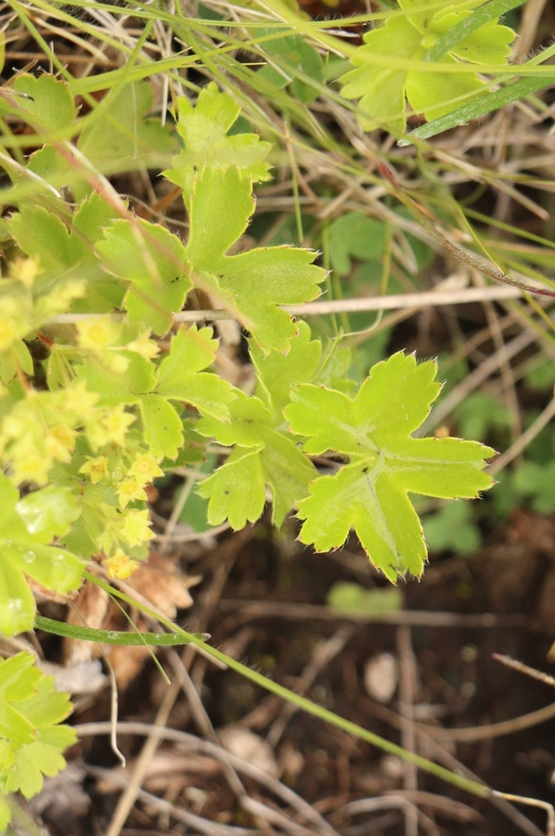 Alchemilla colura photo 2