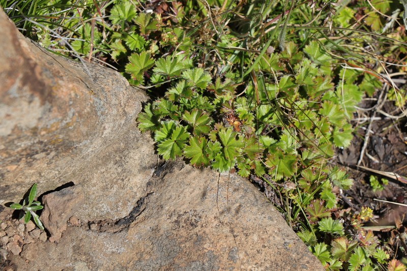 Alchemilla colura photo 3