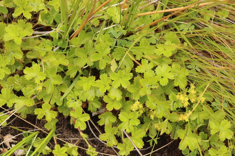 Alchemilla colura photo 4