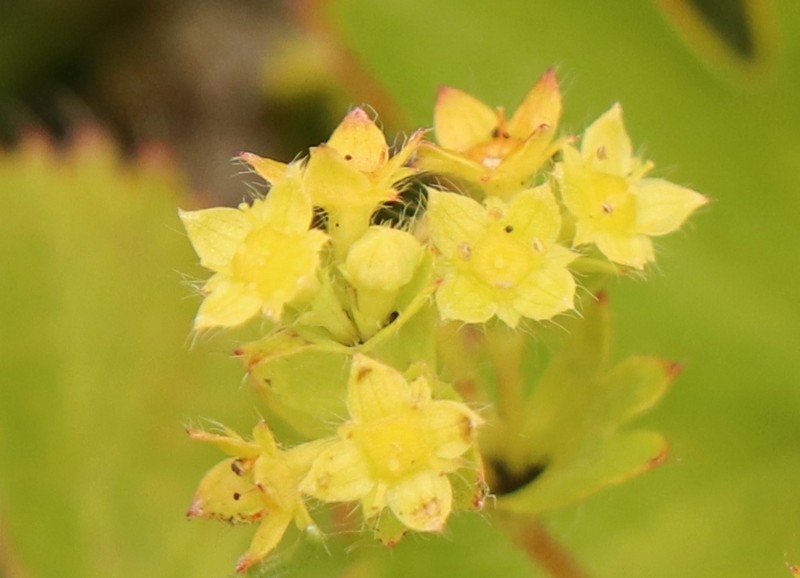 Alchemilla colura photo 5