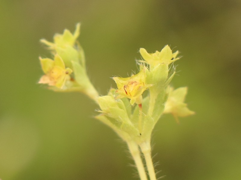 Alchemilla colura photo 6