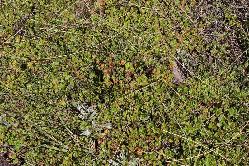 Alchemilla colura photo 7