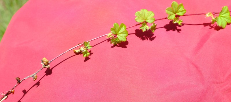 Alchemilla colura photo 8