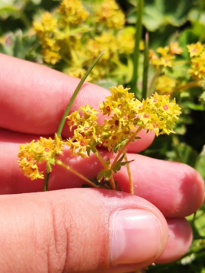 Alchemilla commixta