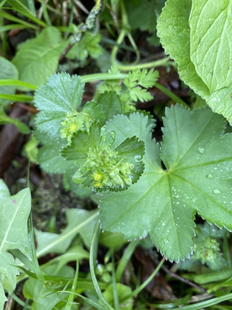 Alchemilla compactilis