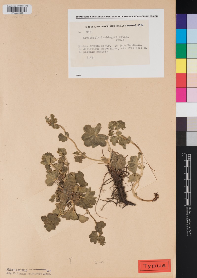 Alchemilla compactilis