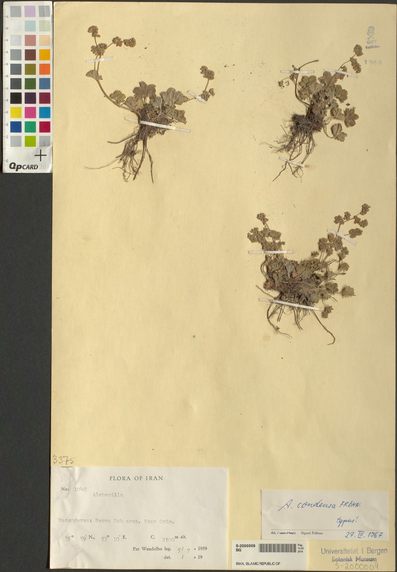 Alchemilla condensa