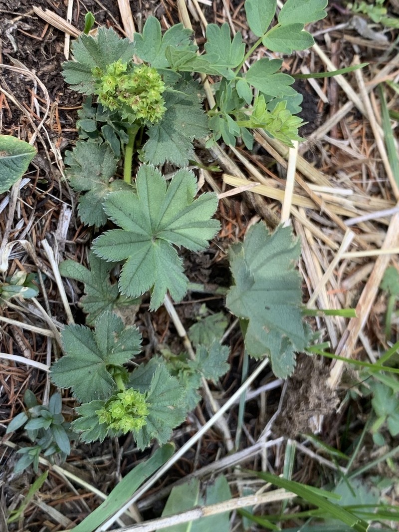 Alchemilla conglobata