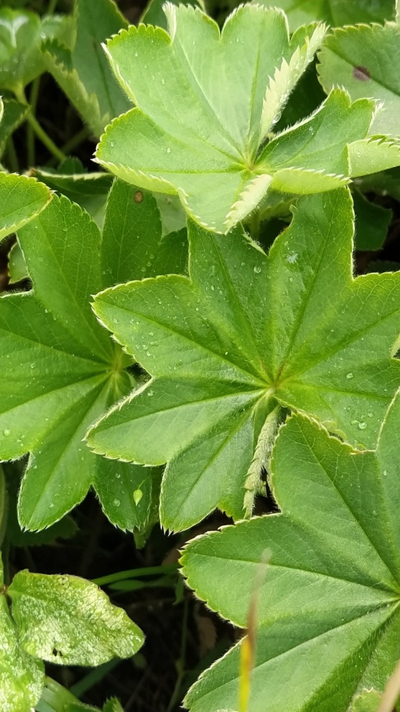 Alchemilla conglobata photo 2