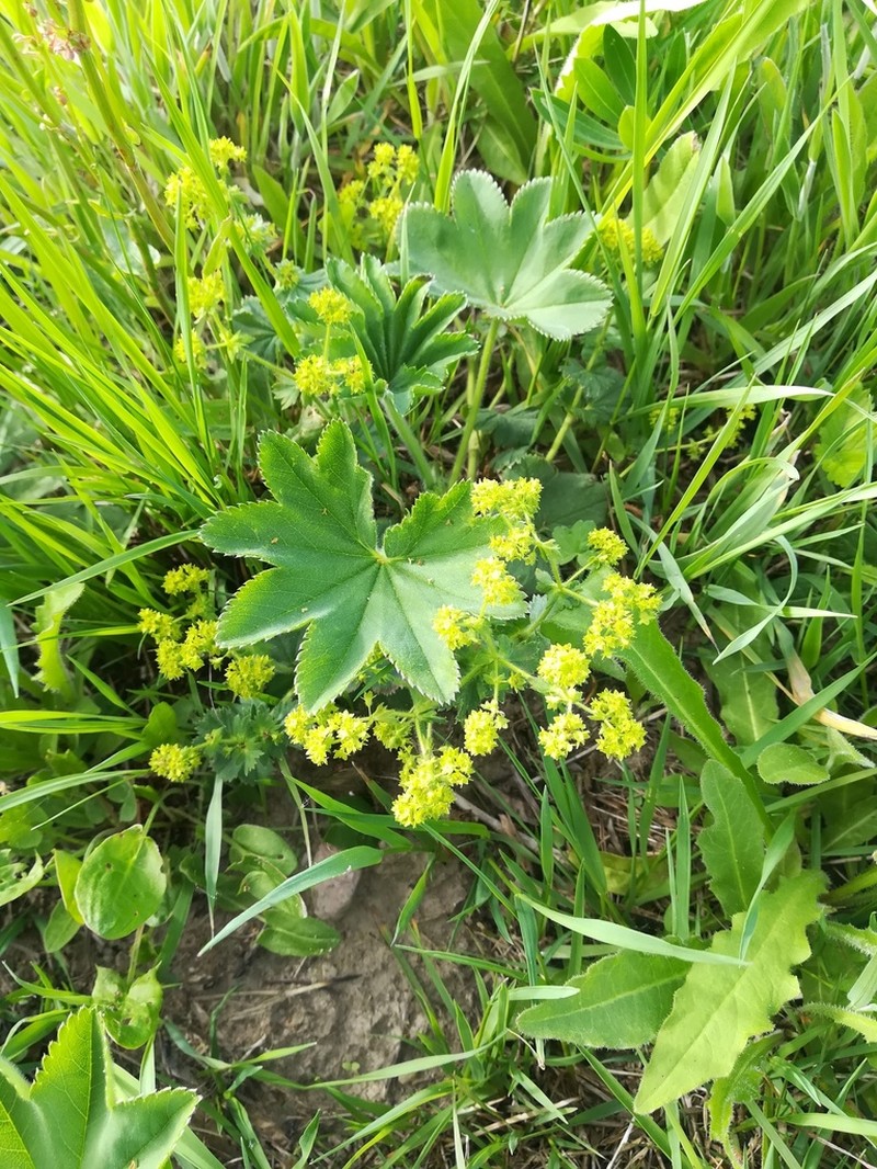 Alchemilla conglobata photo 3