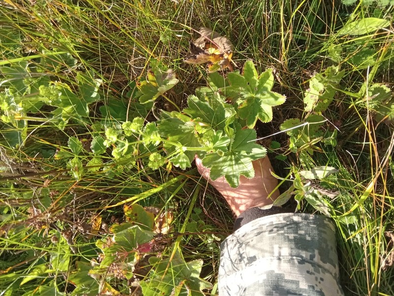 Alchemilla conglobata photo 4