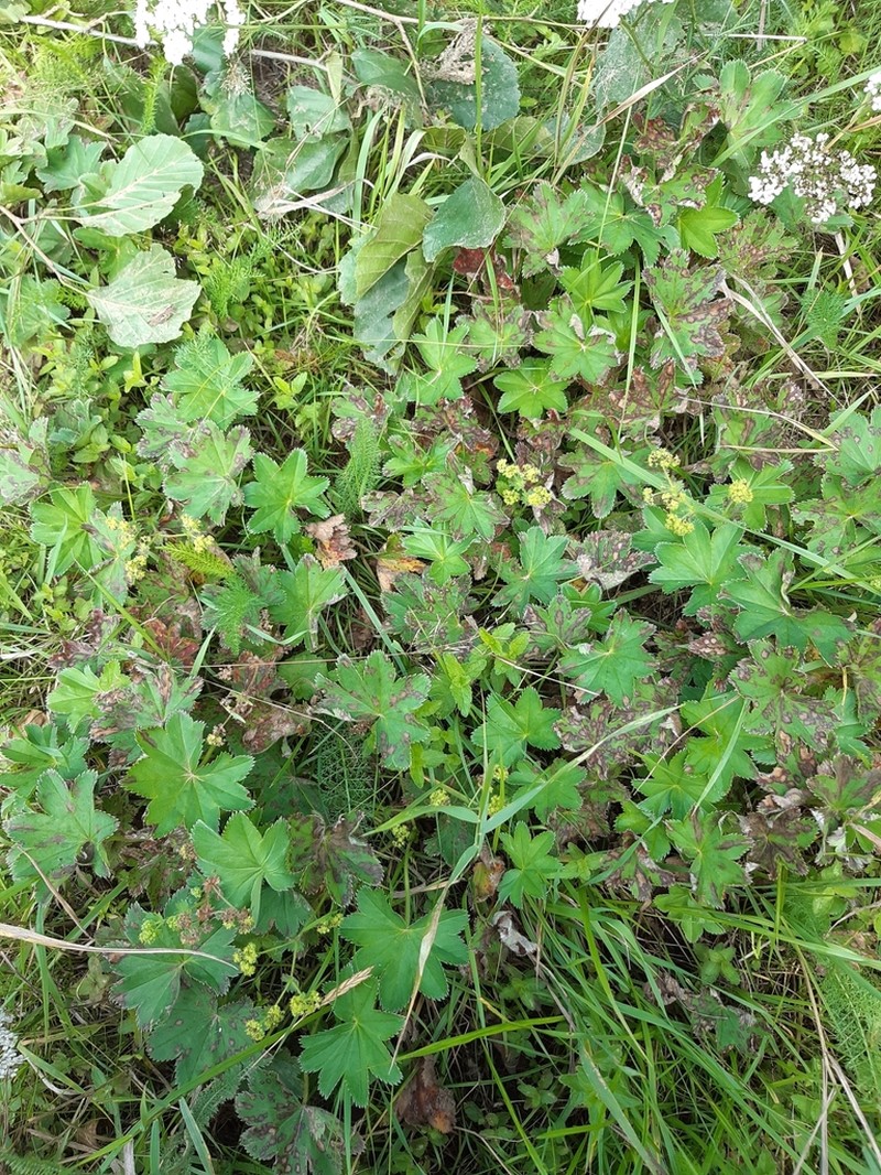 Alchemilla conglobata photo 5