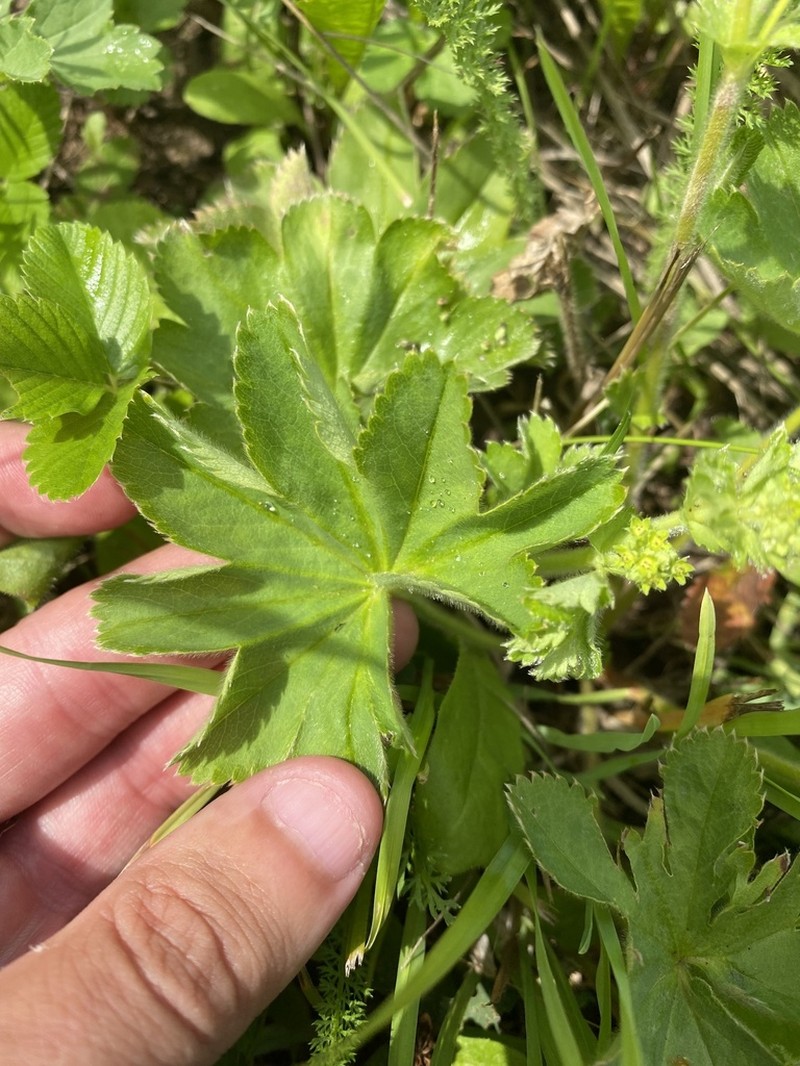Alchemilla conglobata photo 6