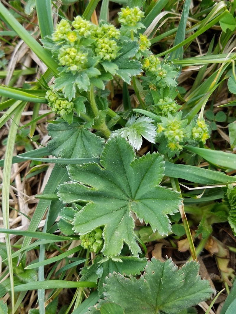 Alchemilla conglobata photo 7