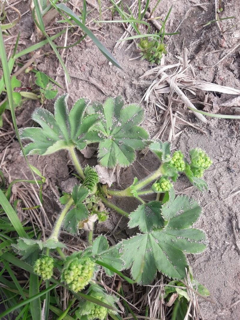 Alchemilla conglobata photo 8