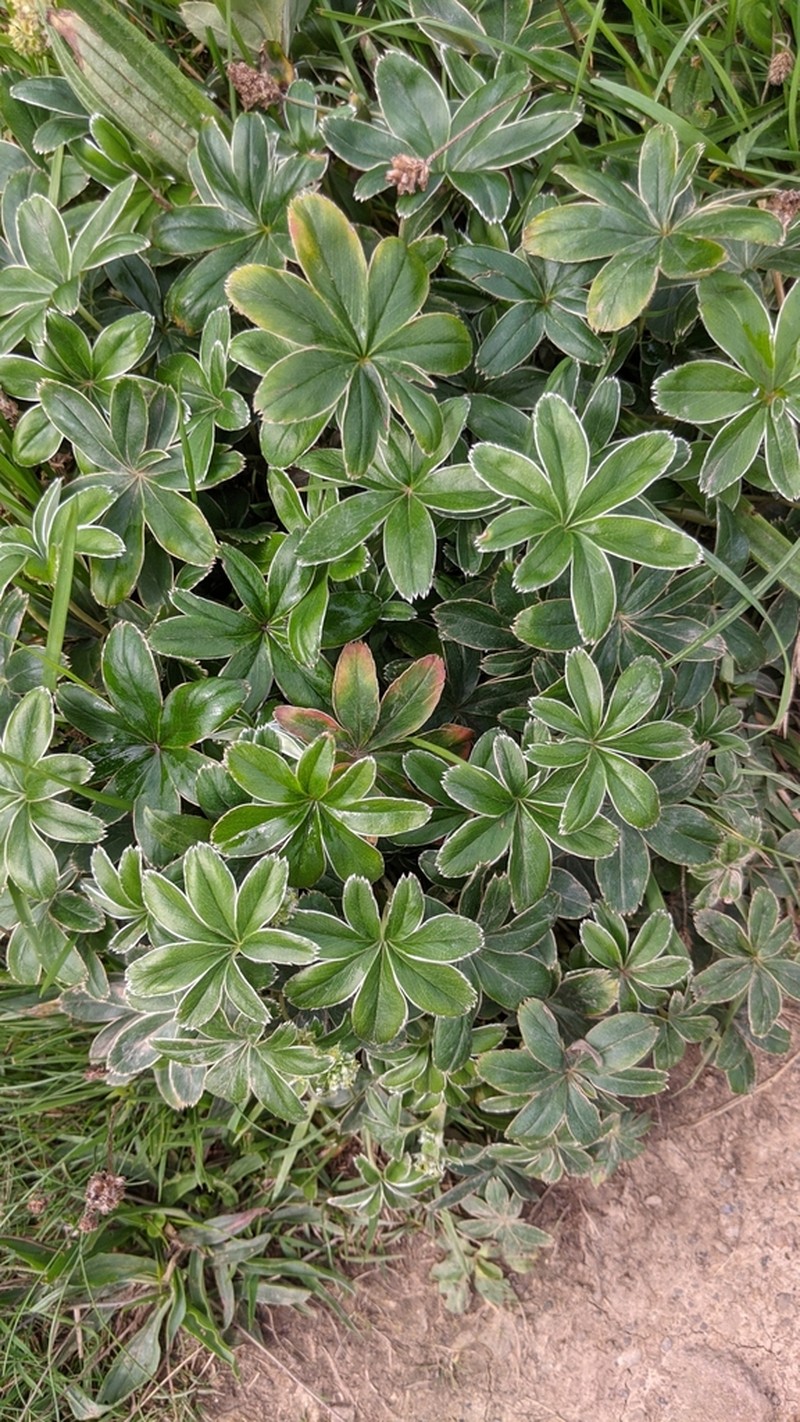 Alchemilla conjuncta