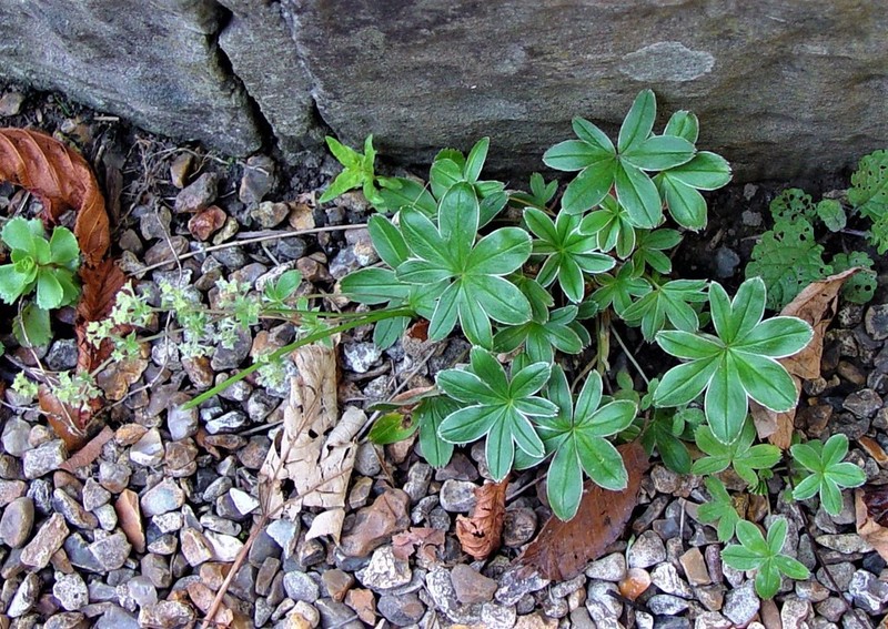 Alchemilla conjuncta photo 2