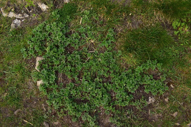 Alchemilla conjuncta photo 3