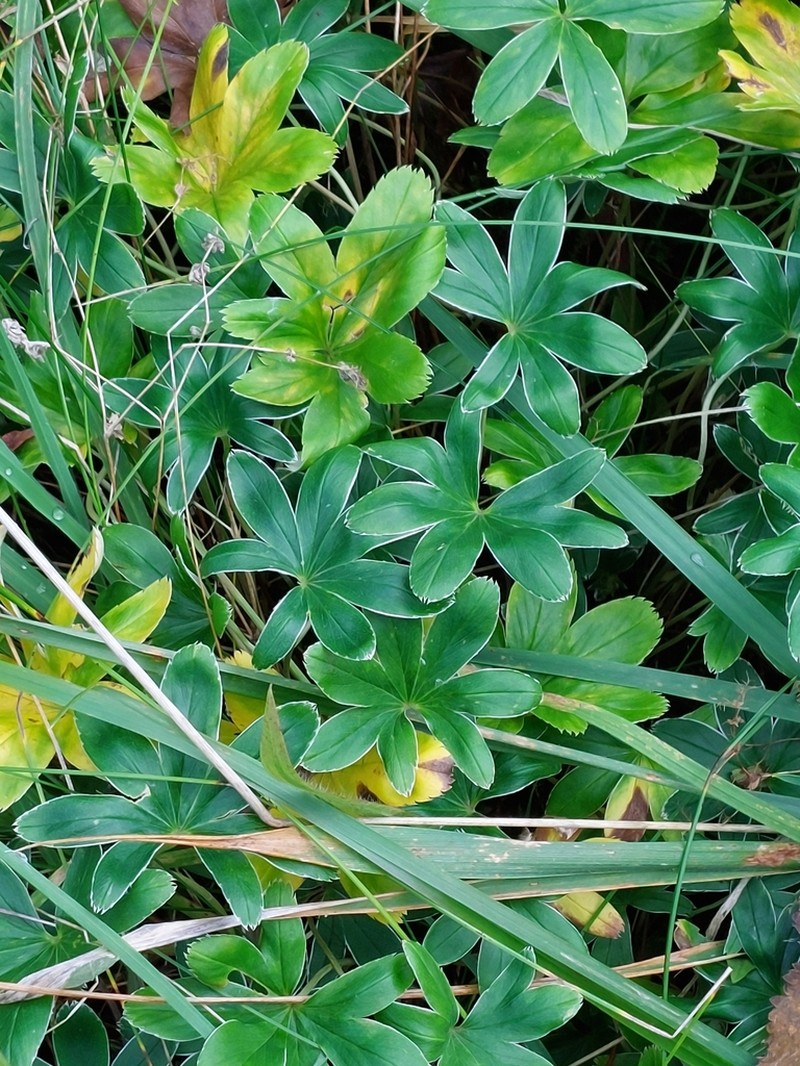 Alchemilla conjuncta photo 4