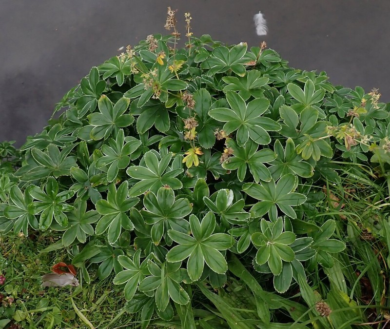 Alchemilla conjuncta photo 5