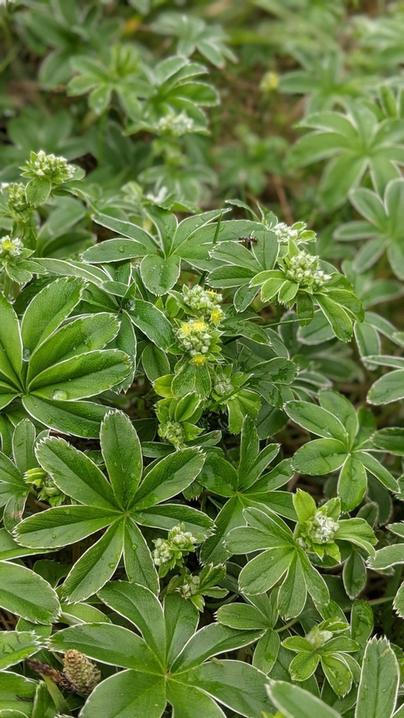 Alchemilla conjuncta photo 6