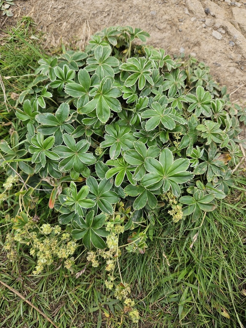 Alchemilla conjuncta photo 7